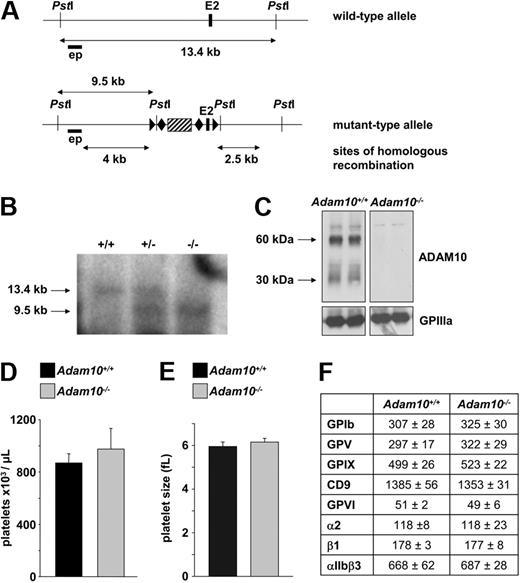 Figure 1. Generation of mice with a megakaryocyte-specific ADAM10 deficiency. (A) The scheme depicts detection of Adam10 wild-type and floxed alleles. The external probe (black horizontal bar) recognizes a sequence upstream of exon 2. Exon 2 is represented as a black vertical bar. The wild-type band between 2 PstI sites is 13.4 kb, whereas the floxed band recognized by the external probe is 9.5 kb. The region used for homologous recombination is indicated. Striped black box: neomycin resistance gene. ▶: lox P site; ♦: FRT site. (B) Southern blot analysis from tail DNA of wild-type (+/+), conditionally targeted heterozygous (+/−), and conditionally targeted homozygous (−/−) mice. − indicates the floxed allele. (C) Western blot of platelet lysates from control and Adam10fl/fl, PF4-Cre mice. Whole platelet proteins were separated by SDS-PAGE and immunoblotted with an anti-ADAM10 antibody. Bands at 60 kDa are the mature protein, whereas bands at 30 kDa show the degraded protein. GPIIIa was used as a loading control. Flow cytometric analysis of platelet count (D) and platelet size (E). (F) Protein expression: platelets were stained with the indicated fluorophore-labeled antibodies for 15 minutes and analyzed directly. (F) Platelet size was determined in a Sysmex cell counter.