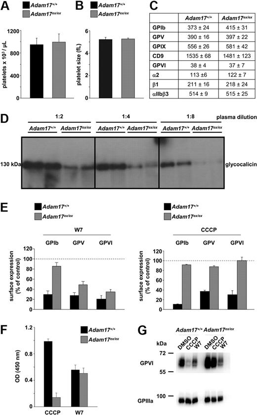 Figure 3. CCCP-induced GPVI shedding is abolished in Adam17ex/ex platelets. Platelet count (A) and size (B) in Adam17ex/ex BMc and control mice. (C) Surface protein expression was determined by flow cytometry. Platelets were stained with the indicated fluorophore-labeled antibodies for 15 minutes and analyzed directly. (D) Glycocalicin levels in plasma were determined by Western blot. (E) Washed platelets were treated with the indicated reagents (W7: 150μM, 1 hour at 37°C; CCCP: 100μM, 1 hour at 37°C), stained with the indicated fluorophore-labeled antibody, and analyzed on a FACSCalibur. (F) Washed platelets were incubated with biotinylated JAQ1 and then treated with CCCP (100μM) or W7 (150μM) for 1 hour at 37°C. Supernatants were applied on a JAQ3-coated ELISA plate, and GPVI-JAQ1biotin complexes were detected with HRP-conjugated streptavidin. (G) Western blot detection of intact GPVI (JAQ1-HRP) in CCCP (100μM), W7 (150μM), or vehicle-treated platelets. GPIIIa was used as a loading control. Results of experiments (A-C and E-F) are mean ± SD (n = 4 mice per group, representative of 3 individual experiments).