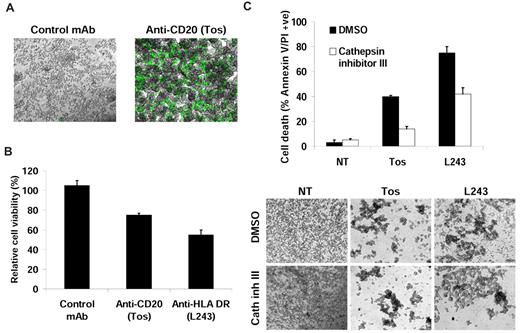 Figure 1. Monoclonal antibody (mAb)–induced cell death detected by flow cytometry is not an artefact of cell aggregation. Alternative assays used to detect mAb-induced cell death. (A) RAJI cells were treated with mAb (10 μg/mL) for 4 hours and labeled in situ with SYTOX green. Cell death was then analyzed by fluorescence microscopy (original magnification: ×4), representative of 2 independent experiments. (B) Cells were treated with mAb (10 μg/mL) for 24 hours and cell viability determined by the colorimetric XTT assay. Cells were incubated for 4 hours at 37°C with XTT reagent, and absorbance was normalized to untreated cells. Mean ± SEM of 3 independent experiments are shown. (C) Cells were pretreated with Cathepsin inhibitor III (100μM) for 30 minutes before treatment with mAb and after 4 hours cell death and cell aggregation were analyzed by flow cytometry (top panel) and microscopy (bottom panel), respectively (original magnification: ×4). Mean ± SEM of 3 independent experiments are shown. Cathepsin inhibitor III potently attenuated cell death induced by both tositumomab (anti-CD20) and L243 (anti-HLA DR) but had no effect on cell aggregation. NT indicates nontreated; Tos, Tositumomab/B1; and control mAb, anti-CD3 (OKT3).