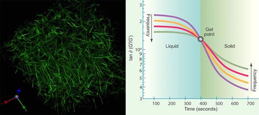 Gel point and fractal microstructure of blood clots. (Left) A 3-dimensional reconstruction of a hydrated fibrin network obtained using fluorescent confocal microscopy. Fractal analysis has long been used to characterize the growth of branched networks like this. (Image from A. Stout, K. Gersh, and J. Weisel, Department of Cell and Developmental Biology, School of Medicine, University of Pennsylvania, Philadelphia.) (Right) Fourier Transform mechanical spectroscopy of clotting blood. Oscillatory shear measurements of the ratio of viscous and elastic responses, or loss tangent (tan δ) of coagulating blood. The initial, preincipient clot response is characteristic of a viscoelastic fluid, with increasing frequency of oscillation causing tan δ to decrease. Tan δ becomes frequency independent as the incipient clot is established at the gel point, and thereafter, the frequency dependence is characteristic of a viscoelastic solid, with increasing frequency causing tan δ to increase. (Professional illustration by Paulette Dennis).