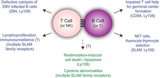 Unifying model for phenotypes of X-linked lymphoproliferative syndrome. Although the phenotypes of XLP are diverse, many of them are understood in the context of impaired T:B-cell interactions. SLAM family members implicated in specific phenotypes are shown in parentheses. Phenotypes that have not been directly linked to lymphocyte:lymphocyte interactions are listed in the bottom center in green.