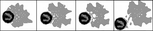 Model of erythroblast enucleation. (Image is composed of selected panels from Figure 7C in Keerthivasan et al.1)