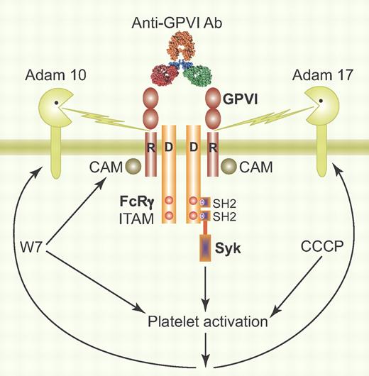Who's shedding now? The mechanism by which ectodomain shedding of GPVI occurs depends on how the platelets are treated. Addition of calmodulin inhibitors like W7 result in activation of ADAM10, while agents like CCCP that influence mitochondrial metabolism and the generation of reactive oxygen species initiate ADAM17-mediated cleavage of the GPVI extracellular domain. Surprisingly, antibody binding–mediated shedding of GPVI, a contemplated therapeutic approach, appears to take place via an entirely different mechanism that involves a still-to-be-defined protease. (Professional illustration by Paulette Dennis).