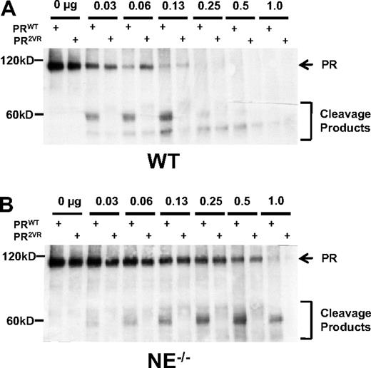 Figure 1. In vitro cleavage of PR. Representative Western blots of in vitro translated PRWT or PR2VR incubated with serial dilutions of bone marrow extracts from either (A) WT or (B) NE−/− mice using an antibody against RARα.