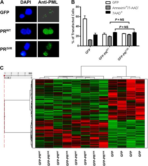 Figure 2. Expression of PR2VR in myeloid cell lines. (A) Staining for PML oncogenic domains in K562 cell lines transfected with GFP-PRWT or GFP-PR2VR (B) Analysis of apoptosis by annexin V staining in U937 cells at 24 hours after transfection with GFP-PRWT or GFP-PR2VR (C) Heatmap of hierarchical clustering of z-score normalized microarray data of U937 cells transfected with GFP control versus GFP-PRWT or GFP-PR2VR.