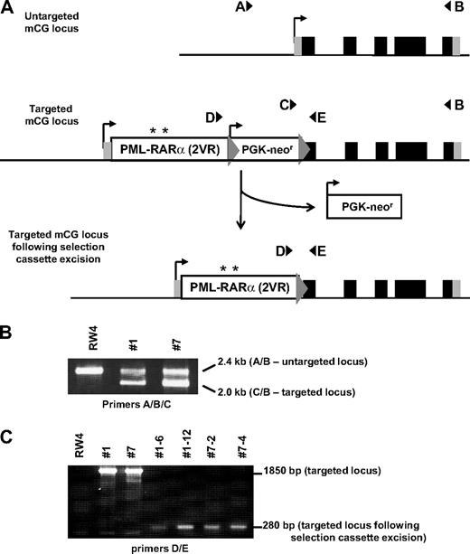 Figure 3. Targeting of PR2VR to mCG locus. (A) A targeting vector containing the PR cDNA with the V420 and V432R mutations (PR2VR, with position of mutations designated by asterisk) and a PGK-neo selectable marker cassette flanked by targeting arms from the mCG locus was transfected into an embryonic stem cell line (RW4; 129/SvJ). The 5 exons of the endogenous mCG gene are represented by black (coding regions) and gray (5′ and 3′ untranslated regions) rectangles. The PGK-neor cassette was flanked by loxP sites (gray triangles), which allowed its removal by transient transfection of ES cells with a Cre recombinase expression vector. (B) Genotyping of parental untargeted RW4 ES cells and 2 independently targeted mCG-PR2VR clones (#1 and #7) is shown. mCG locus targeting was identified by PCR using a 3-primer multiplex cocktail (A/B/C). The untargeted mCG allele is identified by a 2.4-kb product of the forward “A” primer and a common reverse “B” primer (external to the targeting construct). The correctly targeted mCG-PR2VR alleles are recognized as a 2.0-kb product of the forward “C” primer (within the PGK-neo cassette) and the reverse “B” primer. (C) Removal of the PGK-neo cassette was indicated by disappearance of a 1850-bp band and appearance of a 280-bp band identified by PCR (using primers “D” and “E”). 2 independent targeted mCG-PR2VR parental clones (#1 and #7), and 4 subclones (##1-6, 1-12, 7-2, and 7-4) that have undergone successful excision of the PGK-neor cassette are shown. Mice generated from 2 ES clones containing independent Cre excision events (7-2 and 7-4) were used for all subsequent experiments.
