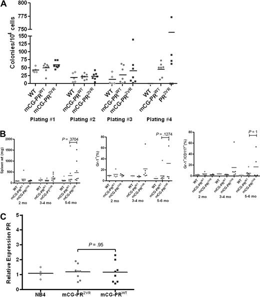 Figure 4. Analysis of mCG-PR2VR. (A) Colony-forming units from serial replating of bone marrow progenitors (n = 5-6/group) in 6- to 12-week-old mice. (B) Analysis of spleens from animals 2 to 6 months old for weight and immunophenotypes by flow cytometry (n = 4-9 mice/group). (C) RT-PCR for PR expression relative to GAPDH in bone marrow of 6- to 12-week-old animals (n = 4/group, performed in duplicate).