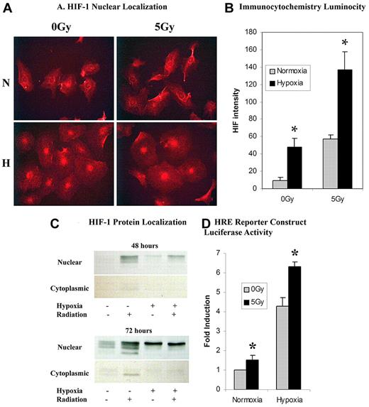 Figure 2. An analysis of HIF-1α expression through immunocytochemistry, protein expression, and functional assays. (A) Immunocytochemical analysis of celluar HIF-1α revealed a qualitative increase in nuclear HIF-1α presence in cells exposed to either hypoxia or 5 Gy radiation over normoxic and nonradiated controls, respectively. A combination of hypoxia and 5 Gy radiation dose showed a greater qualitative luminosity of HIF-1α staining over both hypoxia and radiation-exposed samples individually. (B) Quantification of in vitro HIF-1α luminosity by photometric analysis revealed a statistically significant increase in HIF-1α nuclear localization in hypoxic and radiated cells versus normoxic nonradiated controls. A combination of hypoxia and 5 Gy radiation revealed a statistically significant increase in HIF-1α nuclear localization over hypoxia or radiation alone (n = 6). (C) HIF-1α protein was assessed by Western blot at both 48 and 72 hours ± normoxia, hypoxia, or 5 Gy IR. Radiation was a strong stimulus for HIF-1α in both hypoxic and normoxic conditions. The strongest response was seen when hypoxia and radiation were combined. There is also increased cytoplasmic stabilization of HIF-1α starting at 48 hours. (D) Functional cellular activity of HIF-1α was determined through a luciferase reporter construct containing a HRE on the promoter. Statistically significant increases in luciferase activity were seen after 5 Gy IR in both hypoxia and normoxia (n = 6).