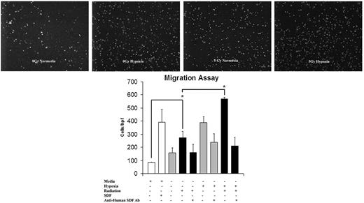 Figure 4. The effect of IR on EC migration and its reversal using anti-SDF-1 antibody (Ab). Conditioned media from EC monolayers was harvested and assayed for EPC chemotactic potential. This migration pattern showed a similar up-regulation to SDF-1 up-regulation after 5 Gy IR stimulation. Maximal migration occurred with a combination of hypoxia and 5 Gy IR. The addition of SDF-1 to basal media resulted in a response similar to that of conditioned media harvested from IR/hypoxia-stimulated cells. The addition of anti-SDF-1 antibody blunted the migration response to media harvested from ECs exposed to 5 Gy IR, hypoxia, and the combination of both stimuli. This confirmed the causal relationship of increased SDF-1 expression and migration response (n = 6).