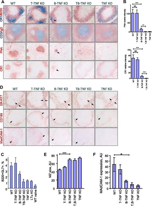 Figure 1. Maintenance of spleen microarchitecture is primarily dependent on TNF expressed by B cells with distinct contribution of T-cell–derived TNF. (A) Mice were immunized with i.p. SRBCs and spleen sections analyzed on day 8. B-TNF KO mice display reduced GCs, lack of polarized B-cell follicles, and disruption of FDC networks. Note that some FDC- and PNA-positive cells are present in the spleens of B-TNF KO mice (shown by arrows), while no FDCs and no polarized B-cell follicles are observed in spleen of T,B-TNF KO mice. Original magnification is ×200. Representative images from 1 of 3 independent experiments (n = 5 mice per group) are shown. (B) Quantification of GC and FDC areas from panel A. Data represent means ± SEM; *P < .05, **P < .01, ***P < .001. (C) Analysis of germinal center B cells. Mice were immunized with i.p. SRBCs, and GL7+ GC B cells were analyzed by flow cytometry on day 8 (represents 1 of 2 independent experiments, 3 mice per group). Data represent means ± SD; *P < .05. (D) MZ structure is dependent on TNF produced by B, T, and other cell types. Mice were immunized with i.p. SRBCs, and spleen sections were analyzed on day 8. Frozen spleen sections were labeled with anti-ER-TR7, anti-CD169, and anti-MAdCAM-1 antibodies. Note the increased breadth of the MZ (ER-TR7 labeling), reduced and disorganized MAdCAM-1, and CD169 staining in B-TNF, T,B-TNF, and TNF KO mice (marked by black arrows). Microphotographs were taken with an Olympus BX41 microscope with a Zeiss Axiocam digital camera; images were captured with Zeiss Imaging AxioVision (Version 4.7) and processed using Adobe Photoshop CS3 (Version 10.0). Original magnification is ×200. Representative images from 1 of 3 independent experiments (n = 5 mice per group) are shown. (E) Quantification of MZ size on panel D (ER-TR7 labeling). MZ size (shown by arrows) was quantified using NIH ImageJ software. Data represent means ± SEM. (F) Expression of MAdCAM-1 in spleens of indicated mutant mice measured by real-time PCR. Data represent means ± SD; n = 3, *P < .05.
