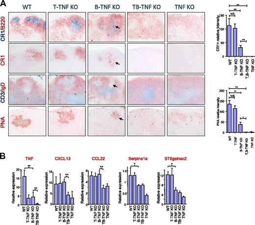 Figure 2. Role of TNF produced by lymphocytes in supporting organization of LNs. (A) B and T cells cooperate by TNF production in generation of FDCs in LNs. Mice were immunized i.p. with 108 SRBCs and analyzed on day 8. Frozen sections of MLNs were stained with indicated antibodies. Magnification is ×200. Note the reduction of FDCs and GCs in both B-TNF KO mice (shown by arrows) and the complete absence of FDCs and GCs in T,B-TNF and TNF KO mice. Representative images from 1 of 3 independent experiments (n = 5 mice per group) are shown. Right panel shows quantification of CR1- and PNA-positive areas. Data represent means ± SEM; *P < .05, **P < .01. (B) TNF from B and T cells acts in concert in regulating TNF-dependent genes in LNs. Analysis of TNF and TNF-dependent gene expression in MLNs of indicated mutant mice (represents 1 of 2 independent experiments, n = 3 mice per group, means ± SD); *P < .05, **P < .01.