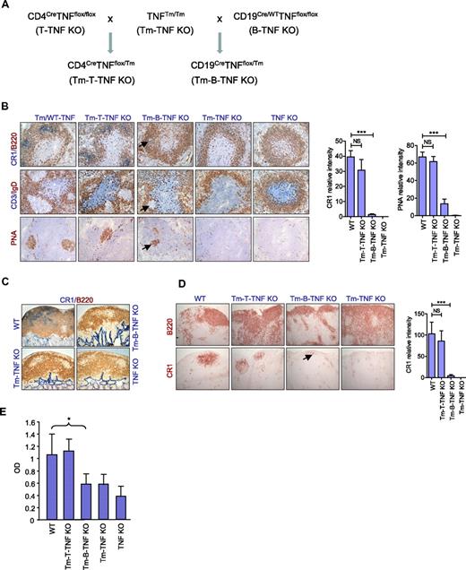 Figure 4. Soluble TNF produced by B cells is essential for organization of secondary lymphoid organs and for efficient humoral immune responses. (A) A breeding strategy to generate mice expressing only membrane form of TNF specifically in B or T cells (Tm-B-TNF KO and Tm-T-TNF KO mice). (B-E) Mice were immunized i.p. with 108 SRBCs, and frozen section analyzed on day 8. Representative images from 1 of 2 independent experiments (n = 5 mice per group) are shown. (B) Frozen spleen sections were stained with antibodies anti-B220 (red)/anti-CR1 (blue), PNA (red), anti-CD3(blue)/IgD (red). Arrows indicate residual FDCs and GCs in spleen of Tm-B-TNF KO mice. Original magnification is ×200. Right panels show quantification of FDC and GC areas. Data represent means ± SEM. (C) Frozen sections of PP were stained with anti-CR1 (blue)/anti-B220 (red) antibodies. Original magnification is ×100. (D) Frozen sections of MLNs were stained with anti-B220 and anti-CR1 antibody to visualize B-cell follicles and FDCs, respectively. Arrow indicates residual FDCs staining in MLNs of Tm-B-TNF KO mice. Original magnification is ×100. Right panel shows quantification of FDC areas. Data represent means ± SEM. (E) Soluble TNF from B cells is required for generation of IgG response to T-cell–dependent antigen. Mice were immunized i.f.p. with 108 SRBCs and specific IgG response was measured on day 21. One of 2 independent experiments with similar results is shown. Data represent means ± SD; n = 5 mice per group, *P < .05, **P < .01, ***P < .001.
