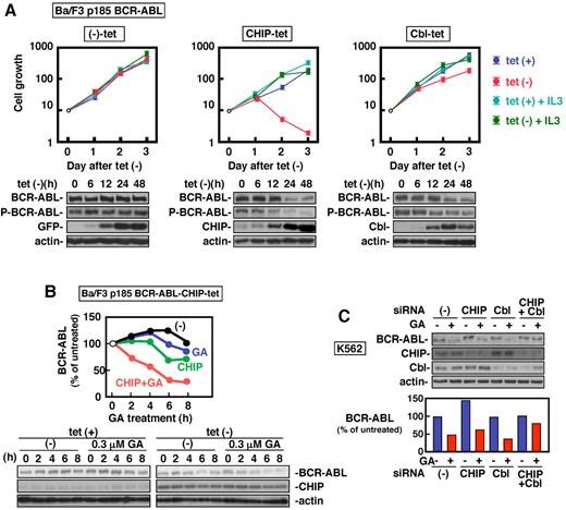 Figure 1. CHIP and c-Cbl induce degradation of BCR-ABL leading to attenuation of BCR-ABL–dependent cell growth. (A) BCR-ABL–expressing Ba/F3 cells with the tet regulatory expression system for CHIP and c-Cbl were deprived of tet for the indicated time. Viable cell numbers were determined by trypan blue staining (n = 3). Whole cell lysates were analyzed by immunoblotting with antibodies against ABL (BCR-ABL), phosphotyrosine (P-BCR-ABL), CHIP, c-Cbl, GFP, and actin. (B) p185 BCR-ABL–expressing Ba/F3 cells with the tet regulatory expression system for CHIP were deprived of tet for 14 hours. The cells were further incubated with cycloheximide (200μg/mL) together with or without GA (0.3μM) for indicated times. Whole cell lysates at each time point were analyzed by immunoblotting with antibodies against ABL, CHIP, and actin. (C) K562 cells were daily transfected with anti-CHIP and anti–c-Cbl siRNAs for 5 days. Twenty hours after the last transfection, the cells were incubated with or without GA (3μM) for 8 hours and analyzed by immunoblotting with antibodies against ABL, CHIP, and actin. The data were expressed as percentage of the signals obtained with each control. The bottom graph shows quantification of relative amounts of BCR-ABL proteins.