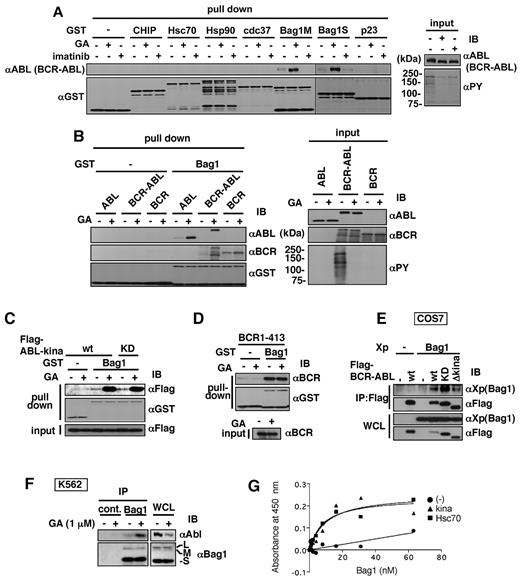 Figure 3. Correlation between direct binding of Bag1 and BCR-ABL degradation. (A) GST-(−), -CHIP, -Hsc70, -Hsp90, -cdc37, -Bag1M, -Bag1S, or -p23 were incubated with in vitro–transcribed/translated BCR-ABL with (+) or without (−) GA (10μM) or imatinib (10μM). The proteins associated with those GST-fusion proteins were analyzed by immunoblotting with the indicated antibodies. Vertical lines are inserted to indicate a repositioned gel lane. Because of a large number of samples, Western blotting was performed using 2 separate gels with completely identical experimental conditions. (B-D) GST-Bag1 was incubated with BCR-ABL, BCR, ABL (B), Flag-tagged ABL kinase domain fragments (wt and KD; C), and BCR 1-413 (D) that were in vitro–transcribed/translated in the presence (+) or absence (−) of GA (10μM) in RRLs. GST-Bag1–bound proteins were analyzed by immunoblotting with the indicated antibodies. (E) COS7 cells were transiently transfected with Flag-tagged BCR-ABL wt, KD, or Δkina together with Xpress (Xp)–tagged Bag1. Twenty-four hours after transfection, anti-Flag immunoprecipitates were immunoblotted with antibodies against Xpress and Flag. (F) K562 cells were treated with GA (1μM) for 4 hours. Anti-Bag1 or mouse control immunoglobulin G (IgG) immunoprecipitates were immunoblotted with antibodies against ABL and Bag1. (G) His-tagged ABL kinase domain fragments or His-tagged Hsc70 proteins coated on microtiter plates were incubated with various concentrations of His-tagged Bag1 and bound Bag1 was detected by anti-Bag1 antibody.