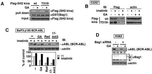 Figure 4. Bag1 mediates Hsp90 inhibitor-induced BCR-ABL degradation. (A) GST-Bag1 was incubated with SH2 kinase domain fragments (wt and T315I) that were in vitro–transcribed/translated in the presence (+) or absence (−) of GA (10μM) in RRLs. GST-Bag1–bound proteins were analyzed by immunoblotting with the indicated antibodies. (B) COS7 cells were transiently transfected with Flag-tagged kina-wt and -T315I. Twenty-four hours after transfection, cells were treated with imatinib and GA for 8 hours. (C) Ba/F3 cells expressing p185 BCR-ABL-wt were preincubated with imatinib (10μM) for 30 minutes and with GA (3μM), Rad (3μM), and 17-AAG (3μM) for additional 8 hours. The culture was performed with IL-3 to guarantee the cell survival after BCR-ABL inhibition. The bottom graph shows quantification of relative amounts of BCR-ABL proteins. (D) Twenty-four hours after transfection of anti-Bag1 siRNA to K562 cells, GA was added for 8 hours. Numbers indicate the intensities of the bands of BCR-ABL. The cell lysates were analyzed by immunoblotting with the indicated antibodies (B-D).