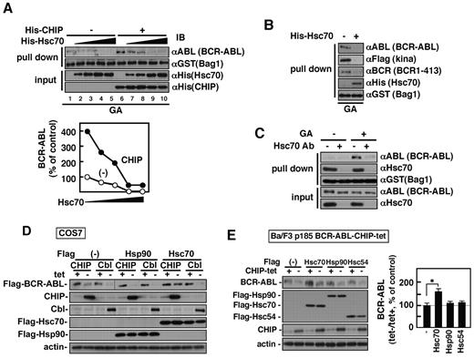 Figure 5. Hsc70 attenuates Bag1 binding BCR-ABL and inhibits CHIP-induced BCR-ABL degradation. (A) GST-Bag1 and an increasing amount of His-tagged Hsc70 were incubated with in vitro–transcribed/translated BCR-ABL in the presence (+) or absence (−) of His-tagged CHIP. The bottom graph shows quantification of relative amounts of BCR-ABL proteins. (B) BCR-ABL, a Flag-tagged ABL kinase domain fragment, or Flag-tagged BCR 1-413 was in vitro transcribed/translated in RRLs with GA and incubated with GST-Bag1 with (+) or without (−) His-tagged Hsc70. Bag1 and Hsc70 panels represent the 3 experiments with BCR-ABL, kina, and BCR 1-413 for each. (C) GST-Bag1 was incubated with in vitro–transcribed/translated BCR-ABL with (+) or without (−) GA (10μM) in RRLs immunodepleted of Hsc70. The proteins bound to GST-Bag1 were analyzed by immunoblotting with the indicated antibodies (A-C). (D) COS7 cells were transiently transfected with Flag-tagged BCR-ABL and Flag-tagged Hsp90, Hsc70, or control vector together with the tet system of CHIP, c-Cbl, or control vector. A vertical line indicates where lanes of the identical experiment were rearranged for consistency. (E) BCR-ABL–expressing Ba/F3 cells with the tet system for CHIP were transiently transfected with Flag-tagged Hsp90, Hsc70, Hsc54, or control vector. The cells were incubated with or without tet for 24 hours and were analyzed by immunoblotting with antibodies as indicated (D-E). The graph shows the ratios of BCR-ABL protein amount without tet (−) relative to that with tet (+) in E that were normalized against those of the control vector. The values are mean ± SEs. *P < .05.
