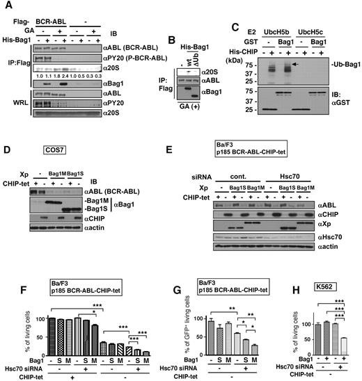 Figure 6. Bag1 stimulates CHIP-induced BCR-ABL degradation and combination of Bag1 overexpression and Hsc70 knockdown promotes CHIP-induced suppression of BCR-ABL–dependent cell growth. (A) Flag-tagged BCR-ABL proteins were in vitro transcribed/translated with (+) or without (−) GA and then incubated with 20S proteasome with (+) or without (−) His-tagged Bag1. Numbers indicate the intensities of the bands of 20S proteasome. (B) Flag-tagged BCR-ABL proteins were in vitro–transcribed/translated with GA and then incubated with 20S proteasome with His-tagged Bag1 (wt) or His-tagged ubiquitin like domain-deletion mutant of Bag1 (ΔUb). Anti-Flag immunoprecipitates and whole reticulocyte lysates (WRL) were subjected to immunoblotting with the indicated antibodies (A-B). (C) Glutathione sepharose-bound GST-tagged Bag1 proteins were incubated with His-tagged CHIP, E1, E2 (UbcH5b or UbcH5c), and biotin-labeled ubiquitin. Ubiquitinated proteins were detected by streptavidin-HRP. An arrow indicates ubiquitinated Bag1. (D) COS7 cells were transiently transfected with the BCR-ABL together with or without Xpress-tagged Bag1M, Bag1S, or control vector, and the tet system of CHIP or control vector. (E) BCR-ABL–expressing Ba/F3 cells with the tet system for CHIP were transiently transfected with Xpress-tagged Bag1S or Bag1M together with or without Hsc70 siRNA. The cells were incubated with or without tet for 24 hours (D) or 48 hours (E) and were analyzed by immunoblotting with the indicated antibodies (D-E). (F-G) BCR-ABL–expressing Ba/F3 cells with the tet system for CHIP were transiently transfected with Xpress-tagged Bag1S or Bag1M together with or without Hsc70 siRNA. After 2 days, the viable cell numbers were analyzed based on volume and side-scattering gating (F) and then GFP-positive (CHIP-expressing) cell numbers were analyzed by fluorescent intensity (G) with flow cytometry. (H) K562 cells were transiently transfected with the tet system for CHIP together with or without Xpress-tagger Bag1 and Hsc70 siRNA. After 2 days, the viable cell numbers were analyzed based on volume and side-scattering gating with flow cytometry. The values are mean ± SEs determined by 4 independent experiments. *P < .05, **P < .01, ***P < .001.