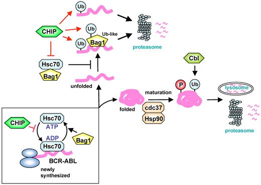 Figure 7. Schematic representation of regulation of molecular fate of BCR-ABL by CHIP and c-Cbl. Newly synthesized BCR-ABL proteins are initially stabilized by Hsc70 and then passed on to Hsp90 and cdc37 to achieve maturation or kinase activation. c-Cbl induces ubiquitination-mediated degradation of mature BCR-ABL in a phosphorylation-dependent manner. Bag1 facilitates Hsc70-mediated folding of BCR-ABL. A large and multidomain protein such as BCR-ABL is inefficiently amenable to Hsc70-mediated folding. Bag1 recognizes immature BCR-ABL via BCR 1-413 and the ABL kinase domain, which is competed by Hsc70. CHIP acts not only as an E3 ligase for both immature BCR-ABL and Bag1 but also as a negative regulator of Hsc70 to promote the interaction of Bag1 and immature BCR-ABL. Bag1 binds to the proteasome and stimulates CHIP-induced BCR-ABL degradation. The mechanism can also apply to BCR-ABL degradation by Hsp90 inhibitors.