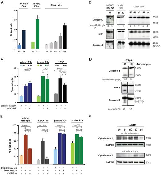 Figure 1. Plasma cell apoptosis is largely caspase-independent. (A) Apoptosis of ex vivo–isolated and in vitro–differentiated plasma cells and I.29μ+ cells. The proportion of dead cells was determined by staining with annexinV-FITC and propidium iodide. Primary and in vitro–differentiated plasma cells were analyzed 1 day and 2 days after isolation, respectively. I.29μ+ cells were analyzed before (d0) and one to 4 days after stimulation of plasmacytic differentiation with LPS. Mean and SEM of 2 independent experiments are shown. Statistically significant differences between means are indicated by an asterisk. (B) Immunoblotting on whole cell extracts prepared at the same time points as described in (A). Extracts from primary splenic resting B cells (RB) were prepared after one day in culture following ex vivo isolation. (C) Primary ex vivo–isolated and in vitro–differentiated plasma cells were treated with zVADfmk (100μM) or DMSO immediately after isolation for 24 and 48 hours, respectively. I.29μ+ cells were treated from day 2 to 4 after LPS stimulation. The proportion of apoptotic cells was determined as in panel A. (D) Immunoblotting with antibodies against the indicated proteins after treatment with tunicamycin (1 μg/mL) for 14 hours. Images are from the same blot. For comparison with untreated (control) cells see panel B. (E) Ex vivo–isolated resting B and plasma cells, undifferentiated I.29μ+ cells, and in vitro–differentiated plasma cells were treated with tunicamycin (1 μg/mL) and zVADfmk (100μM) or DMSO (control) for 14 hours, and the proportion of apoptotic cells determined as in panel A. Note that tunicamycin was used at 5 μg/mL in resting B cells, and treatment was extended to 24 hours in I.29μ+ cells to achieve comparable rates of apoptosis. (F) Analysis of mitochondrial outer membrane permeabilization during plasma cell apoptosis by immunoblotting of cytosolic and whole cell extracts from undifferentiated (d0) and plasmacytic (d3) I.29μ+ cells with antibodies against cytochome C and GAPDH (control).