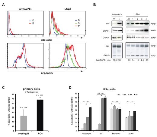 Figure 4. Plasma cell apoptosis is linked to excessive ER stress. (A) Side scatter analysis of organelle density (top panel) and staining of the secretory apparatus with BFA-BODILY (bottom panel) in in vitro–differentiated plasma cells and I.29μ+ cells. Plasma cells were analyzed immediately after purification (d0) and after 2 days in culture. I.29μ+ cells were analyzed before (d0) and 1 to 4 days after LPS stimulation. annexinV-FITC negative cells only were analyzed in the side scatter analysis to exclude nonspecific effects on light scattering in dying cells. Data are representative of 3 independent analyses (2 in in vitro–differentiated plasma cells). (B) Analysis of ER chaperones BiP and GRP94, IgM, and GAPDH (control). Immunoblotting was carried out on whole cell extracts prepared from in vitro–differentiated plasma cells at the time of purification (d0) and 2 days later, and I.29μ+ cells before (d0) and 1 to 4 days after LPS stimulation. (C-D) The normalized proportion of dead cells/untreated control (see Figure 2C) after treatment with the indicated inducers of apoptosis was determined by staining with annexin V–FITC and propidium iodide (mean and SEM of 2 independent experiments). (C) Primary ex vivo–isolated resting B and plasma cells were analyzed after treatment with 1 μg/mL tunicamycin for 14 hours. Viability of untreated controls is identical to Figure 2C. P values refer to the comparison of treated with control cells, and asterisks indicate statistical significance. (D) I.29μ+ cells 1 to 4 days after LPS stimulation were treated with tunicamycin as in panel D, DTT (1mM for 4 hours), etoposide (1 μg/mL for 16 hours), or arsenic trioxide As2O3 (1μM for 24 hours). Death rates of untreated controls are equivalent to those shown in Figure 1A and P values refer to the comparison between relative death rates on day 1 and day 4.
