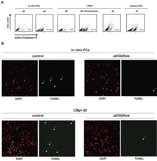 Figure 5. Caspase-12 mediates nuclear apoptotic events during programmed plasma cell death. (A) Analysis of caspase-12 activation by staining with FITC-ATADfmk and flow cytometry. In vitro–differentiated plasma cells were analyzed at the time of purification (d0) and 2 days later. Undifferentiated (d0) I.29μ+ cells were analyzed before and after treatment with tunicamycin (1 μg/mL for 14 hours) and 3 days after LPS stimulation. Primary splenic plasma cells were analyzed 1 day after ex vivo isolation. Numbers indicate percentages of cells with positive staining from a representative experiment. (B) Freshly isolated in vitro–differentiated plasma cells and plasmacytic (d3) I.29μ+ cells were treated with the caspase-12 inhibitor zATADfmk (10μM) for 24 hours and stained with DAPI and for TUNEL-positive DNA fragmentation. Arrows and arrowheads indicate examples of nuclei with apoptotic chromatin condensation and TUNEL-positive DNA breaks, which were reduced significantly by treatment with zATADfmk (supplemental Figure 2D), in representative fields.
