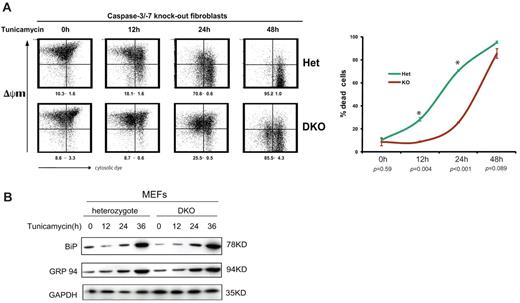 Figure 6. Lack of active key apoptotic caspases delays ER stress–induced cell death. Caspase-3 and caspase-7 DKO and heterozygote MEFs were treated with tunicamycin (1 μg/mL) for the indicated times, and apoptotic loss of mitochondrial membrane potential ΔψM was analyzed by staining with MitoCapture and flow cytometry. (A) Representative plots are shown and the number of cells that have lost their ΔψM is indicated (mean and SEM of 2 independent experiments). The graph shows the number of apoptotic DKO and heterozygote MEFs. P values refer to the comparison of mean apoptosis rates between DKO and heterozygote MEFs, and asterisks indicate significant differences. (B) Immunoblotting with antibodies against BiP, GRP94, and GAPDH (control) carried out on extracts from DKO and heterozygote MEFs after treatment with tunicamycin (1 μg/mL) for the indicated times.