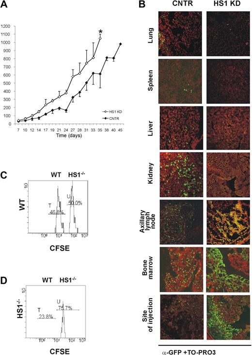 Figure 3. HS1 KD cells show a distinct in vivo pattern of growth and localization. Rag2−/−γc−/− male mice received a transplant subcutaneously in the left flank with either GFP-expressing HS1 KD or CNTR cells (10 × 106 cells/mouse; n = 4). (A) Tumor volume was evaluated by measuring perpendicular diameters by a caliper. Animals were killed when the tumor volume reached 1000 mm3 (*P ≤ .05; day 35). (B) Cells from lung, spleen, liver, kidney, axillary tumor-draining lymph node, bone marrow, and site of injection were collected. The slides were stained with anti-GFP Alexa Fluor 488 (green) and TO-PRO3 (red) for the nuclear staining (overlap yellow). Slides were analyzed by Radiance 2100 (Bio-Rad Laboratories) dual-laser confocal microscope with the use of an inverted 20× oil objective. The extent and pattern of invasion is shown by the presence of green GFP+ leukemic cells. (C-D) HS1−/− mice (n = 3, repeated twice) and age-matched WT mice (n = 3, repeated twice) were given intravenous injections of a mixture of CFSE-low– and CFSE-high–labeled CD19+ purified splenocytes from WT and HS1−/− mice, respectively. Histogram plots represent flow cytometric analysis of 7AAD− CFSE-low (WT cells, peak T) and CFSE-high (HS1−/− cells, peak U) splenocytes obtained from BM of representative WT (C) and HS1−/−(D) recipient mice killed 20 hours after cell injection. Cells represented in each plot were gated on physical parameters. Numbers show percentages of cells falling in peaks T and U.