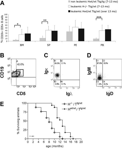 Figure 5. H−/−/Ttg/wt mice show a premature accumulation of CD19+CD5+ cells. (A) Mice were grouped according to the presence of at least 30% CD19+CD5+ cells in PB (leukemic mice) compared with less than 30% (nonleukemic mice). Nonleukemic Hwt/wt/Ttg/wt mice (7-13 month old; n = 8), age-matched leukemic H−/−/Ttg/wt (n = 6), and leukemic Hwt/wt/Ttg/wt (13-18 month old; n = 5) mice were analyzed by flow cytometry. The mean value ± SD of the relative contribution of CD19+CD5+ cells to the whole B-cell pool in the bone marrow (BM), spleen (SP), peritoneal cavity (PE), and peripheral blood (PB) is shown in the graph. Statistical significance was analyzed by T test. *P ≤ .05; **P ≤ .01; ***P < .001. (B) Flow cytometric plot from a representative leukemic H−/−/Ttg mouse (9 months old) show CD19+CD5+ cells in the spleen. The cells were first gated on physical parameters and then on side scatter (SSC) and CD19. Percentage of leukemic CD19+CD5+ cells is indicated. Flow cytometric plots from a representative leukemic H−/−/Ttg animal (9 months old) showing (C) Igκ and (D) IgM expression on CD19+CD5+ cells from the spleen (B). (E) Kaplan-Meier survival curves of H−/−/Ttg/wt (n = 18) and Hwt/wt/Ttg/wt (n = 17) mice are shown. Mice were included in the analysis after spontaneous death or when killed because of frank leukemia development (presence of ≥ 30% CD19+CD5+ expansion at least in the PB, monoclonal IGH gene rearrangements, tissue infiltration). Statistical analysis between groups was performed with the log-rank test (H−/−/Ttg/wt vs Hwt/wt/Ttg/wt, P < .001).