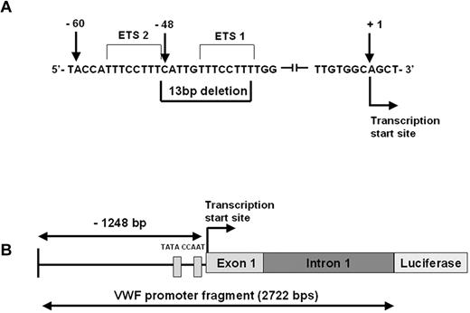 Figure 1. The c.-1522_-1510del13 VWF promoter mutation. (A) VWF sequence showing the location of the 13-bp deletion within the promoter of the VWF gene, 48 bp upstream of the transcription start site. The 2 Ets binding sites are indicated. (B) Schematic representation of the VWF promoter fragment including 1248 bp of 5′ flanking sequence, exon 1 and intron 1 (total length 2722 bp). The CAAT and TATA box locations relative to the mutation site are shown.