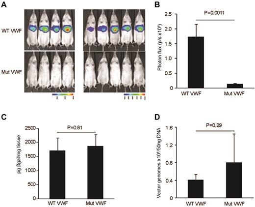 Figure 3. In vivo mice biophotonic studies quantifying expression from the VWF-WT and Mut vectors. (A) Bioluminescent imaging was performed in 9 Balb/c mice 48 hours after tail vein injection of 3.5 × 1010 viral particles of HD-Ad. Imaging was monitored 5 minutes after administration of luciferin. (B) Significant reduction in bioluminescence expression (photon flux/second; n = 9, P = .001). (C) β-galactosidase assays on liver isolated from mice injected with WT and Mut vectors. No significant difference in β-gal expression was documented indicating equivalent liver cell transduction (n = 5, P = .8). (D) Quantitative real-time PCR to test the differential HD-Ad liver tropism in mice injected with WT and Mut vectors. The graph shows no significant changes in vector copy number between WT and Mut vector (n = 5, P = .29) complementing results of the β-gal assay. All values shown are means ± SEM.