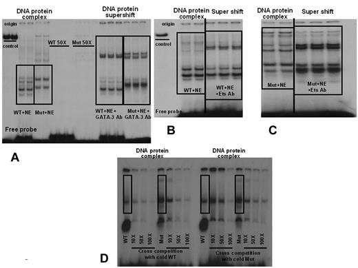 Figure 4. Electrophoretic Mobility Shift Assays using endothelial nuclear extracts derived from BOECs. Nuclear extracts from BOECs were tested with a 32P- labeled VWF WT probe spanning nucleotides −61 to −32 and a Mut probe spanning −70 to −32. (A) The pattern of DNA-protein complexes is distinct for the WT and Mut probes. Complexes are specific, because they disappeared in competition studies using 50× unlabeled probe. DNA-protein complexes with both the WT and mutant probes were “super-shifted” using anti–GATA-3 antibodies. (B) WT-DNA protein complexes from a repeated and independent experiment. The DNA-protein complex is “super-shifted” using anti-Ets antibodies (C) Mut DNA-protein complexes. The complex with the mutant probe is also “super-shifted” using anti-Ets antibodies. The images shown in panels B and C are from the same electrophoresis gel run. Repeated lanes have been removed to avoid confusion. (D) Cross-competition EMSAs. WT and Mut probes consistently show distinct banding patterns. Cross competition using cold WT and cold Mut oligos (10-, 50-, and 100-fold excess) shows that the cold WT probe competes both WT and Mut probe binding, whereas cold Mut competes only the Mut probe binding. Successful competition with WT probe binding is seen with the cold Mut oligo only at 100-fold excess. NE = nuclear extract. The vertical lines inserted between lanes in panels B and C indicate places where lanes from the same gel and experiment have been juxtaposed to clarify the data.