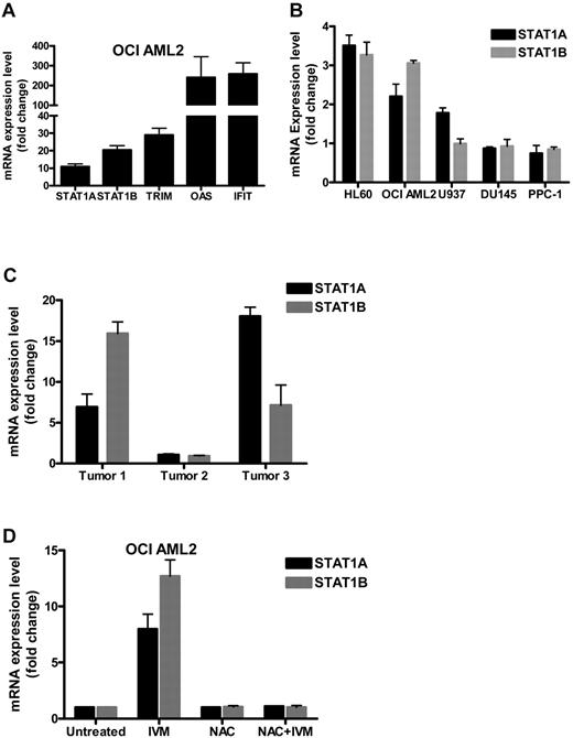 Figure 6. Ivermectin increases expression of STAT1 and its target genes through a ROS-dependent mechanism. (A) OCI-AML2 cells were treated with 3μM ivermectin (IVM) for 30 hours. After treatment, RNA was isolated, reverse transcribed, and subjected to quantitative PCR using specific primers for STAT1A, STAT1B, and STAT1 target genes OAS1, TRIM22, and IFIT3. Data represent mean ± SD fold increase in gene expression normalized to 18S expression and compared with control cells. (B) OCI AML2, U937, and HL60 leukemia and DU145 and PPC-1 prostate cancer cells were treated with 6μM ivermectin for 24 hours, and mRNA levels of STAT1A and STAT1B were measured using qPCR and normalized to 18S expression as (A). Data represent mean ± SD fold increase in gene expression, compared with control cells. (C) OCI-AML2 cells (2.5 × 105) were injected subcutaneously into the flanks of sublethally irradiated NOD/SCID mice. Once tumors were established, mice were treated with ivermectin (7 mg/kg) intraperitoneally or vehicle control for 5 days (n = 3 per group). After treatment, mice were killed, and tumors were harvested. mRNA was extracted, and changes in STAT1A and 1B expression were measured by qRT-PCR. Data represent mean ± SD fold increase in gene expression normalized to 18S expression, compared with tumors from control treated mice. (D) OCI-AML2 cells were treated simultaneously with ivermectin (3μM), the ROS scavenger, NAC (5μM), or both for 30 hours, and STAT1A and STAT1B expression was assessed as described for panel A. Relative expression values normalized to 18s are reported as fold-change ± SD compared with the untreated control for each gene.