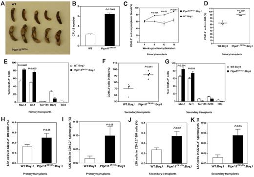 Figure 3. Greater short-term and long-term repopulating activities of Ptpn11D61G/+ BM cells. (A-B) BM cells (1 × 105) freshly harvested from 3-month-old Ptpn11D61G/+ and WT littermates were injected into sub-lethally irradiated C57BL/6 mice (n = 9 per group). Twelve days after the transplantation, colonies on the spleen (CFU-S) were counted. Spleens were photographed using a Canon PowerShot SD600 digital camera. (C) BM cells (test cells; 1 × 106) harvested from WT or Ptpn11D61G/+ littermates (CD45.2+) were transplanted with the same number of BoyJ (CD45.1+) BM cells (competitor cells) into lethally irradiated BoyJ (CD45.1+) mice (n = 5 per group). Test cell reconstitution (CD45.2+) was determined at 4, 8, 12, and 16 weeks by FACS analyses of peripheral blood cells of the recipient mice. (D) Sixteen weeks after transplantation, percentages of test cell–derived CD45.2+ cells in the whole BM population were determined (n = 5 per group). (E) Contributions of test cells (CD45.2+) to each lineage (Mac-1, Gr-1, B220, Ter119, and CD4 positive cells) in the BM were also quantified (n = 5 per group). (F) BM cells (2 × 106) harvested from the primary recipients were transplanted into lethally irradiated BoyJ (CD45.1+) mice. Sixteen weeks after the transplantation, BM cells of the secondary recipients were analyzed for the contribution of test cells in the BM (n = 5 per group). (G) Reconstitution from test cells in each lineage of the BM was determined as described in panel E (n = 5 per group). (H-I) BM cells harvested from WT or Ptpn11D61G/+ littermates were transplanted with the same number of BoyJ BM cells into lethally irradiated BoyJ mice (n = 5 per group) as in panel C. Sixteen weeks after the transplantation, recipient mice were killed and frequencies of LSK cells renewed from test cells (CD45.2+) in the BM (H) and spleen (I) were quantified by multiparameter FACS analyses as described in Figure 1. BM cells (2 × 106) harvested from primary recipient mice were transplanted into lethally irradiated BoyJ mice. Sixteen weeks after transplantation, frequencies of LSK cells renewed from test cells (CD45.2+) were quantified in the BM (J) and spleen (K) of the secondary recipient mice.