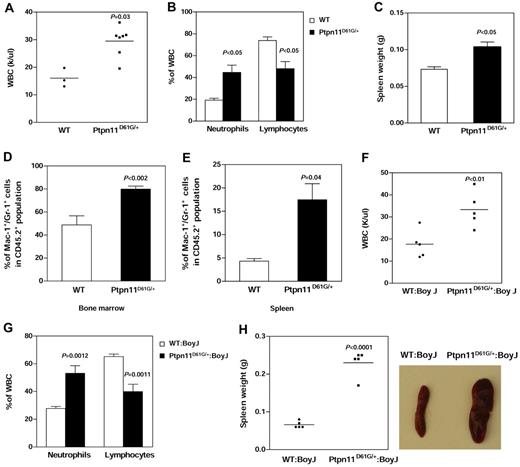 Figure 4. MPD is reproduced in Ptpn11D61G/+ BM cell-reconstituted primary and secondary recipients. BM cells (1 × 106) freshly harvested from 3-month-old Ptpn11D61G/+ and WT littermates (CD45.2+) were directly transplanted into lethally irradiated BoyJ (CD45.1+) mice (noncompetitive repopulation assay; n = 3 and 7 for WT and Ptpn11D61G/+ groups, respectively). White blood cell (WBC) counts in peripheral blood (A), percentages of neutrophils and lymphocytes (B), spleen weights (C), and percentages of donor cell-derived myeloid (Mac-1+/Gr-1+) cells in BM (D) and spleen (E) of the recipients were determined at 16 weeks or the indicated time points after the transplantation. BM cells (1 × 106) harvested from 3-month-old WT or Ptpn11D61G/+ littermates were transplanted with the same number of BoyJ BM cells into lethally irradiated BoyJ mice (n = 5 per group). Sixteen weeks after transplantation, WBC counts (F), percentages of neutrophils and lymphocytes (G), and spleen weights (H) of the recipient mice were determined. Spleens were photographed using a Canon PowerShot SD600 digital camera.