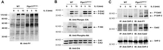 Figure 5. IL-3-induced interaction between Shp-2 and Gab2 is substantially enhanced by Ptpn11D61G/+ mutation. BM-derived mast cells were generated as described in “Generation of BM-derived mast cells and macrophages.” The cells were starved in serum and cytokine free medium for 5 hours and then stimulated with IL-3 (2 ng/mL) for the indicated periods of time. (A-B) Whole cell lysates were prepared and examined for tyrosine phosphorylation, Akt and Erk activities by immunoblotting with antiphospho-tyrosine (pY), antiphospho-Erk, and antiphospho-Akt Abs. Blots were stripped and reprobed with anti-pan–Erk to check protein loading. Panels A and B were derived from the same blot. (C) The cell lysates were also immunoprecipitated with anti–Shp-2 Ab followed by anti-pY immunoblotting. Blots were stripped and reprobed with anti-Gab2 and then anti–Shp-2 Abs.