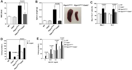 Figure 6. MPD phenotypes induced by Ptpn11D61G/+ mutation are substantially attenuated by deletion of Gab2. Ptpn11D61G/+ mice were used to cross Gab2+/− mice to generate Ptpn11D61G/+/Gab2+/− mice. The double heterozygous mice were then intercrossed to produce WT, Gab2−/−, Ptpn11D61G/+, and Ptpn11D61G/+/Gab2−/− mice. These mice were analyzed at 5-7 months after birth. WBC counts (A; n = 10-13), spleen weights (B; n = 5-8), and percentages of Mac-1+ and Gr-1+ cells in BM (C; n = 4-10) were determined. Spleens were photographed using a Canon PowerShot SD600 digital camera. (D) BM cells (2 × 104 cells/mL) freshly harvested from 4 genotypes of mice were assayed for colony forming units (CFUs) in 0.9% methylcellulose Iscove Modified Dulbecco medium containing 30% FBS, glutamine (10-4 M), β-mercaptoethanol (3.3 × 10-5 M), and IL-3 (D) or GM-CSF (E) at the indicated concentrations. After 7 days of culture at 37°C in a humidified 5% CO2 incubator, hematopoietic cell colonies (primarily CFU-GM) were counted under an inverted microscope. Experiments described in panels D and E were performed 3 times and similar results were obtained in each. Results shown are the mean ± SEM of triplicates from 1 experiment. P values for comparisons between Ptpn11D61G/+/Gab2−/− and Ptpn11D61G/+ mice were determined by Student t tests. Statistical significance among 4 groups in all panels was verified by 2-way ANOVA followed by Bonferroni or 1-way ANOVA followed by the Tukey posttest.