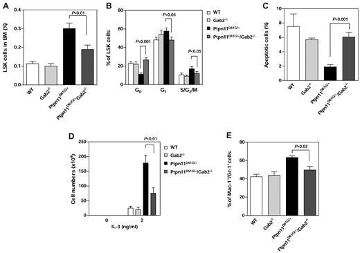 Figure 7. An important role of Gab2 in mediating the pathogenic effects of Ptpn11D61G/+ mutation in stem cells. WT, Gab2−/−, Ptpn11D61G/+, and Ptpn11D61G/+/Gab2−/− mice were generated as described in Figure 6. The mice were analyzed for the percentage of LSK cells in the BM (A; n = 6 per group), cell-cycle status (B; n = 5-8), and apoptosis (C; n = 5 per group) as described in Figure 1. (D) LSK cells were sorted from these mice and cultured in IL-3 (0 or 2 ng/mL) and 10% FBS-containing Iscove Modified Dulbecco media (5 × 103 cells/well). After 7 days of in vitro culture, total cell numbers were determined (n = 3 per group). (E) Percentages of myeloid (Mac-1+/Gr-1+) cells differentiated from the sorted LSK cells in the presence of IL-3 (2 ng/mL) were assessed by FACS analysis (n = 6 per group). P values for comparisons between Ptpn11D61G/+/Gab2−/− and Ptpn11D61G/+ mice were determined by Student t tests. Statistical significance among 4 groups in all panels was verified by 2-way ANOVA followed by Bonferroni or 1-way ANOVA followed by the Tukey posttest.