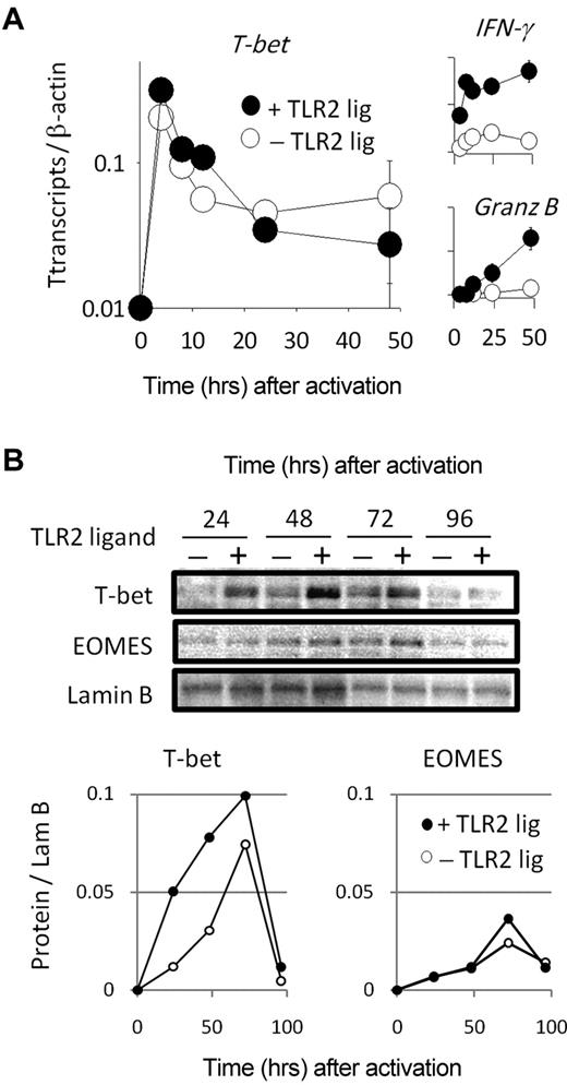 Figure 2. T-bet gene- and protein-expression levels after TLR2 stimulation. (A) Purified CD8 T cells were activated with plate-bound anti-CD3 antibody (1.5 μg/mL) in the presence or absence of TLR2 agonist (10 μg/mL) for the indicated time points. After these times, the mRNA levels of T-bet, IFN-γ, and granzyme B (+ SD) were determined by RT-PCR. (B) The protein levels of T-bet and EOMES in the nucleus were determined by Western blot analysis. The data shown in panel A are representative of 2 independent experiments, while the data shown in panel B are representative of 3 experiments, with each experiment showing identical trends.