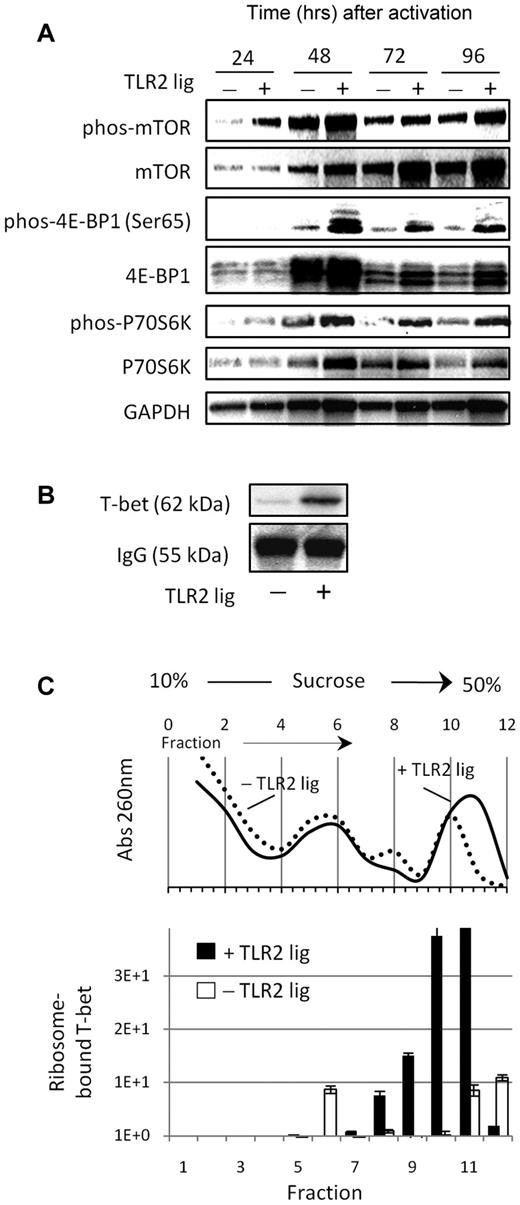 Figure 3. TLR2 signals in CD8 T cells activate the mTOR pathway and are associated with increased T-bet biosynthesis. (A) CD8 T cells were activated with plate-bound anti-CD3 antibody (1.5 μg/mL) in the presence or absence of TLR2 ligand (10 μg/mL) for the time points indicated. The levels of phosphorylated or nonphosphorylated mTOR, 4E-EBP1, and P70S6K protein were determined by Western blot. (B) Forty-eight hours after activation, the levels of newly synthesized T-bet protein were determined in pulse-chase experiments. (C) Alternatively, the levels of newly synthesized T-bet RNA in TLR2-stimulated and nonstimulated T cells were determined in the different ribosomal fractions and quantified using RT-PCR. The data shown are representative of 3 independent experiments.