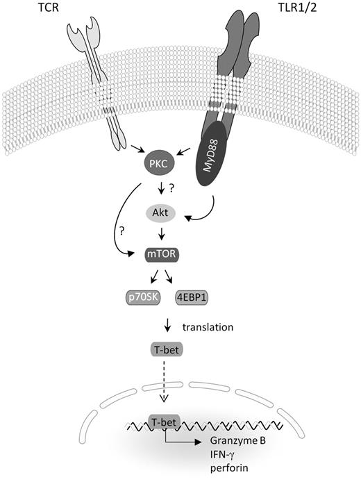 Figure 7. Diagram depicting how the TLR and TCR signals influence the expression levels of T-bet and effector molecules. TCR activation allows the transmission of TLR2-MyD88 signals, perhaps, by augmenting the expression levels of TLR-related molecules or TLR2 at the cell surface. The engagement of TLR2 by TLR2 agonists augments Akt and PKC activation, which, in turn, may prolong or enhance mTOR activation. Enhanced mTOR activation results in increased phosphorylation of molecules involved in protein translation, such as p70S6K and 4EBP1. Increased p70S6K and 4EBP1 activity enhances T-bet translation. Increased T-bet protein levels increase the transcription of target genes, such as IFN-γ, perforin, and granzyme B.