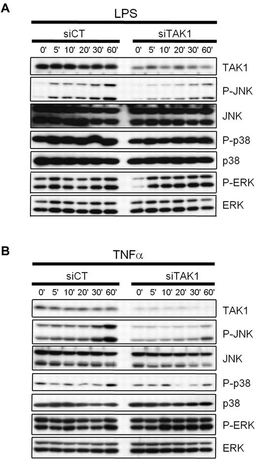 Figure 1. Effect of TAK1 gene silencing on LPS- and TNF-induced MAPK signaling in monocytes. Mouse monocytic cells (J774.1) were transiently transfected with siRNAs against TAK1 (siTAK1) or with a nontargeting control siRNA (siCT) as described in the Methods. Twenty-four hours after lipofection, the cells were treated with 1 μg/mL of LPS (A) or 20 ng/mL of TNF-α (B) for the indicated time periods. Whole-cell extracts were prepared, and the inhibition of TAK1 and the activation of JNK, p38, and ERK1/2 were determined by Western blot analyses. Knockdown of TAK1 leads to a reduction of TNF-α- and LPS-induced JNK activation, whereas no effect was evidenced on p38 and ERK activation, compared with siCT-treated cells.
