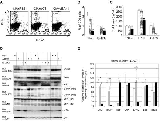 Figure 6. In vivo TAK1 gene silencing in arthritic mice interferes with downstream JNK and NF-κB signaling cascades and pro-inflammatory cytokines. DBA/1 mice were immunized with bovine type II collagen (CII) on day 0 and boosted on day 21. Mice were injected intravenously from arthritis onset (days 25 and 28) with 0.5 mg/kg of TAK-1 siRNA lipoplexes (siTAK1). Control groups were injected with either PBS or the nontargeting siRNA lipoplexes (siCT). Twenty-four hours after the last injection, spleen cells were isolated from siTAK1-, siCT-, or PBS-treated mice for subsequent experiments. (A-B) Cultured splenic cells were activated overnight with anti-CD3/CD28 Abs, and cells were stained with anti-CD4 fluorescein isothiocyanate together with anti–IL-17A phycoerythrin and anti–IFN-γ APC mAbs. Gating was performed on the basis of CD4+ cells. (A) Representative dot plots for the detection of IFN-γ- and IL-17A-expressing CD4+ T cells in the spleen by intracellular cytokine staining assay and FACS analysis. (B) Histograms indicate mean percentages of IL-17A (Th17)– and IFN-γ (Th1)–expressing CD4+ T cells in the spleen. (C) ELISA analyses of TNF-α, IFN-γ, and IL-17A secretion in cultured splenic cells activated overnight with anti-CD3/CD28 Abs. (D-E) Protein extracts were prepared from freshly isolated splenocytes. (D) Western blot analyses of TAK1 inhibition and downstream signaling cascades. (E) Relative expression levels of signaling mediators in arthritic mice were quantified as described in the Methods. The highest expression level of the indicated signaling mediator in each group (PBS, siCT, and siTAK1) was arbitrarily considered as 100%. Results in panels A-E are the mean ± SEM of 5-6 mice per group. * P < .05; ** P < .01; *** P < .001 versus controls.