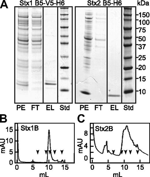 Figure 1. Recombinant Stx1B and Stx2B. Periplasmic extracts (PE) were prepared from Escherichia coli (E coli) BL21(DE3) expressing Stx1B subunit with C-terminal V5 and (His)6 tags (left), or Stx2B subunit with a C-terminal (His)6 tag (right). Extracts were chromatographed on HisPur Cobalt resin (Pierce) and eluted with buffer containing 0.15M imidazole. (A) SDS-PAGE of fractions and standard proteins (Std). StxB subunits were depleted from the flow through (FT) fractions and recovered as pure proteins in the eluate (EL). Purified Stx1B (B) and Stx2B (C) were analyzed TSK G3000SW gel filtration chromatography. The arrows indicate the elution positions, left to right, of thyroglobulin (670 kDa), IgG (158 kDa), ovalbumin (44 kDa), myoglobin (17 kDa), and vitamin B12 (1.35 kDa).