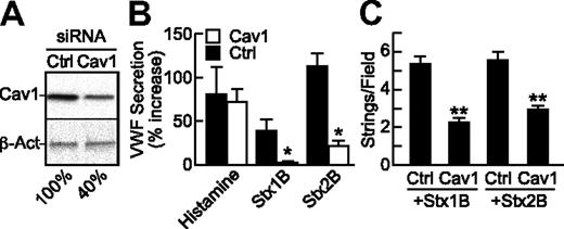 Figure 6. StxB-induced VWF secretion is reduced upon caveolin-1 knockdown. HUVECs were transfected with siRNA for caveolin-1 (Cav1), or green fluorescent protein (Ctrl). At 72 hours, (A) caveolin-1 (Cav1) and β-actin (β-Act) were detected in cell lysates by Western blotting with monoclonal anti–caveolin-1 (BD Biosciences) or anti–β-actin (AC-15; Sigma-Aldrich), normalizing band densities for Cav1 to β-actin for comparison to the mock condition (100%); or (B) the cells were treated under static conditions with histamine (100μM), Stx1B or Stx2B (200 ng/mL) and secreted cell-surface VWF assayed by cell-surface ELISA; or (C) cells were perfused with Stx1B or Stx2B and VWF strings were quantified. Indicated comparisons between Ctrl and Cav1 siRNA are significant at P < .05 (*) or P < .01 (**) by Student t test. These experiments were performed at least 3 times with similar results. Values are shown as mean ± SE.