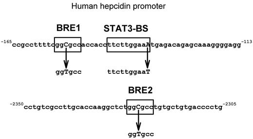 Figure 2. Scheme of mutations introduced in HAMP promoter. Boxed areas are the putative transcription factor binding sites for BMP and IL-6 pathways. Mutated nucleotides are shown in bold capitals. Mutations in BRE1 and -2 were previously described in Island et al33 and the STAT3-BS mutation in Truksa et al.15