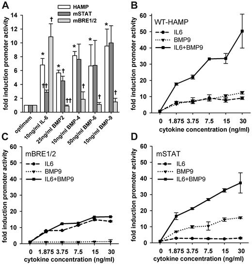 Figure 4. Effect of mutations in STAT3-BS or BREs on HAMP promoter response to cytokines. HuH7 cells were transfected with WT-HAMP, mSTAT, or mBRE1/2 promoter-firefly luciferase construct together with pTK-RL construct and treated with the indicated concentration of recombinant human cytokines. (A) IL-6 signaling was abrogated by the mutation in the STAT3-BS, but not by the mutation in both BREs. In contrast, BMP signaling was disrupted by the mutation in both BREs, but not by the STAT3-BS mutation. Bars represent mean ± SD of at least 3 independent experiments executed in duplicate. Statistical significance was determined with the Student t test or Mann-Whitney rank-sum test. *P < .05, compared with untreated control (optimem/WT-HAMP); †P < .05; and ††P < .001, compared with the WT-HAMP construct within the same cytokine group. (B) IL-6 and BMP-9 act synergistically on the HAMP promoter. (C) The mutations in BREs abrogated the synergy, while IL-6 induction was preserved. (D) The mutation of the STAT3-BS did not abrogate the synergy or the BMP-9 induction. Dots and error bars represent mean ± SD. Results are expressed as fold induction over untreated control.