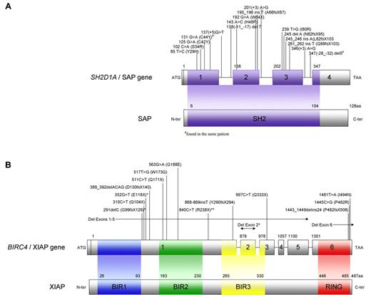 Figure 1. Representations of SH2D1A/SAP and BIRC4/XIAP. (A) SH2D1A (SH2 domain protein 1A) has 4 exons and codes for a small protein, SAP, with only 128 amino acids that form 1 SH2 domain (amino acids 6-104). Previously unreported mutations observed in patients with XLP1 tested through the DCHI at Cincinnati Children's Hospital are shown. (B) BIRC4 (baculoviral IAP repeat-containing protein 4) is composed of 6 exons and codes for XIAP, which is 497 amino acids long. XIAP contains 3 BIR domains and 1 RING domain. Mutations observed in patients with XLP2 tested through the DCHI at Cincinnati Children's Hospital and by Rigaud et al2 (*) and Zhao et al50 (**) are shown.