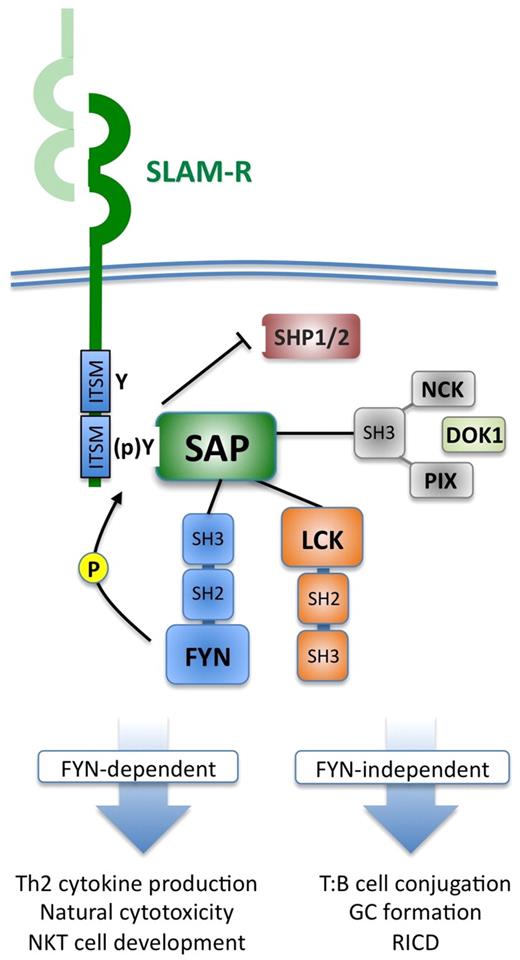 Figure 2. SLAM-SAP intracellular signaling. On SLAM-R engagement (usually through homotypic interactions on an adjacent cell), SAP binds as an SH2-domain adaptor protein to ITSMs found in the cytoplasmic tail of SLAM-Rs. This interaction facilitates further recruitment of Src-family kinases, such as FYN (via its SH3 domain) and LCK (via its kinase domain), which further phosphorylate ITSM tyrosines in the SLAM-R as well as other downstream substrates.15,17 In docking to SLAM receptors, SAP may simultaneously displace phosphatases, such as SHP1/SHP2, which bind to SLAM-Rs before engagement, which potentiates cytotoxic function and TCR signal transduction by removing these inhibitory molecules. SAP can also associate directly with DOK1 and other SH3-containing proteins, such as NCK and PIX, which facilitates their activation and involvement in TCR-induced extracellular signal-regulated kinase and nuclear factor of activated T-cell activation, respectively.18–21 These molecular interactions allow SAP to regulate NK- and CTL-cell cytotoxicity and regulate several signaling outcomes entrained to the TCR, some of which are dependent on FYN binding (eg, Th2 cytokine secretion) and others that do not require FYN (eg, RICD).14,22
