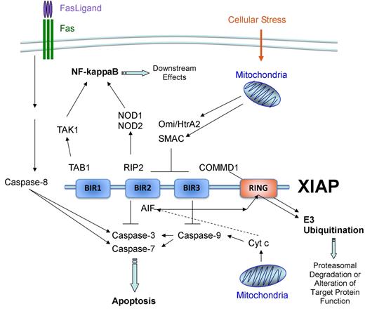 Figure 4. Protein interactions of XIAP. Well-described XIAP interactions are illustrated. BIR2 and its N-terminal linker region interact with and inhibit caspase-3 and caspase-7, whereas BIR3 inhibits caspase-9.55–58 Inhibition of caspases by XIAP can be relieved by SMAC and Omi/HtrA2, which are released by the mitochondria after proapoptotic stimuli and interact with BIR2 and BIR3.59–61 BIR1 and BIR2 also interact with TAB1 and RIP2, respectively.63–65 The C-terminal RING finger domain of XIAP possesses E3 ubiquitin ligase function.69,70 XIAP-mediated ubiquitination of proteins, such as COMMD1, results in the subsequent targeting of the protein for proteasomal degradation.71 Ubiquitination of other proteins, such as apoptosis-inducing factor, may serve to alter the function of the protein.72