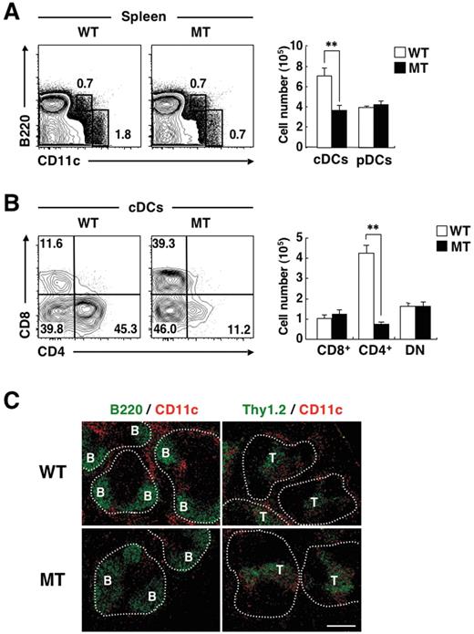 Figure 1. Selective deficiency of CD4+ cDCs in the spleen of SIRPα MT mice. (A-B) Splenocytes from WT or SIRPα MT mice were incubated with a biotin-conjugated mAb to CD4. The cells were also stained with an FITC-conjugated mAb to CD8, PE-conjugated streptavidin, an APC-conjugated mAb to CD11c, an APC-Cy7–conjugated mAb to B220, and propidium iodide (PI). The expression of CD11c and B220 on PI-negative cells (A) or that of CD4 and CD8 on CD11chigh B220– cells (cDCs; B) was analyzed by 5-color flow cytometry (left panels). The relative numbers of cDCs and CD11cint B220+ cells (pDCs; A) or those of CD4−CD8+ (CD8+ cDCs), CD4+ CD8− (CD4+ cDCs), and CD4−CD8− (DN cDCs) cells (B) are expressed as a percentage of all viable splenocytes (A) or cDCs (B) on each plot. The absolute numbers of cDCs and pDCs (A) and of CD8+ cDCs, CD4+ cDCs, and DN cDCs (B) in the spleen were also determined (right panels); data are means ± SE for 4 mice per group and are representative of 5 independent experiments. **P < .01 (Student t test). (C) Frozen sections of the spleen from WT or SIRPα MT mice were stained with an FITC-conjugated mAb to B220 (green, left panels) or to Thy1.2 (green, right panels) as well as with a biotin-conjugated mAb to CD11c and Cy3-conjugated streptavidin (red). Images were visualized with a BX-51 microscope equipped with a 10×/0.4 numeric aperture objective lens (Olympus) and a DP71 camera (Olympus), were analyzed with DP controller software (Olympus), and were processed with Adobe Photoshop CS2 software (Adobe Systems). Data are representative of 3 separate experiments. Areas of white pulp are demarcated by dotted lines. B and T represent B- and T-cell areas, respectively. Scale bar, 200 μm.